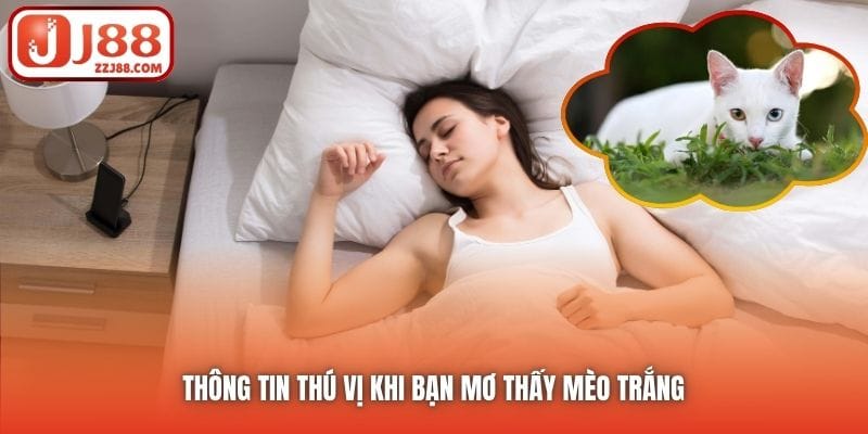 Thông tin thú vị khi bạn mơ thấy mèo trắng