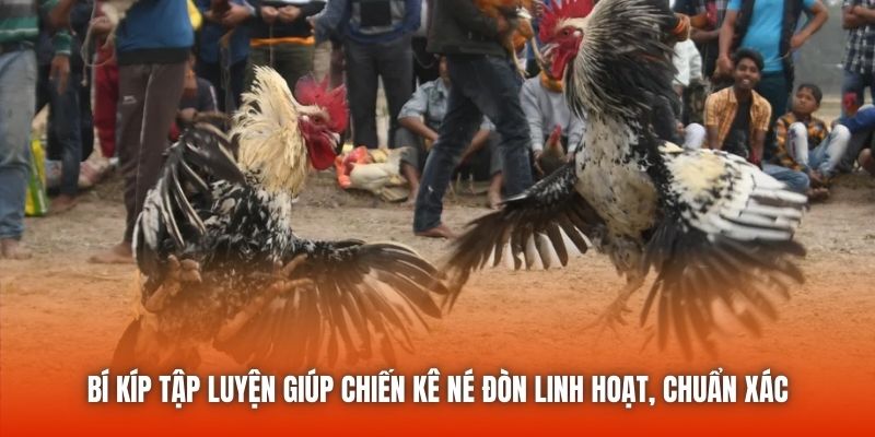 Bí kíp tập luyện giúp chiến kê né đòn linh hoạt, chuẩn xác